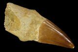 Fossil Rooted Mosasaur (Mosasaurus) Tooth - Morocco #117066-1